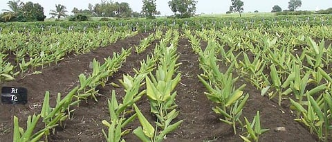 Crop Pattern