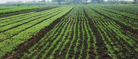 Wheat Irrigation Management