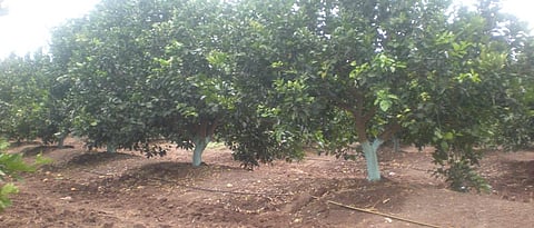 apply bordo paste on stem of trees and use drip irrigation method for irrigation