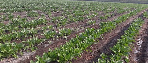 कृषी विज्ञान केंद्राच्या प्रक्षेत्रावर शुगरबीटच्या विविध वाणांच्या चाचण्या