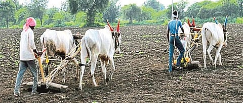 Rabi Season