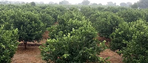 Citrus Crop Irrigation Management