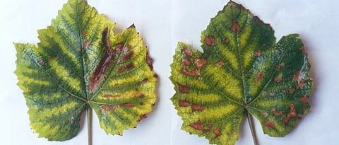 Symptoms of magnesium deficiency