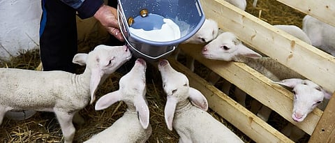 Milk replacers made for rapid growth of lambs