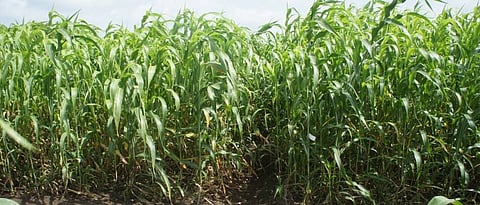 Improved varieties of fodder sorghum: CSV 40F