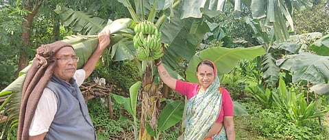 केळी पिकात तुकाराम व कलावती हे गभाले कुटुंब.