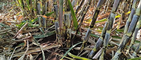 Sugarcane Nutrient Management