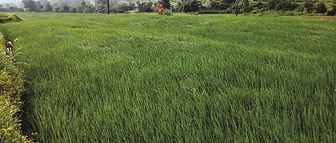 21% agriculture under paddy cultivation in Ratnagiri district