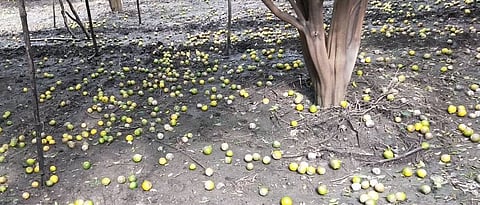 संत्रा फळगळ बेदखल