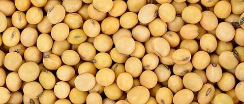 Summer Soybean
