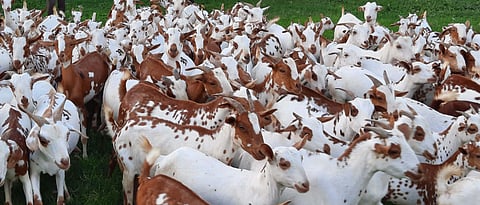 whats are the details of Barbari goat ?