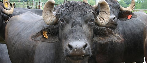 buffalo