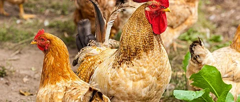 which hen is best for egg laying ?