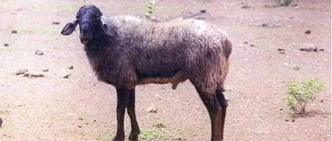 Deccani sheep mutton used in hyderabadi mutton biryani
