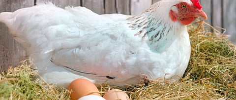 maximum amount of egg gives by hen