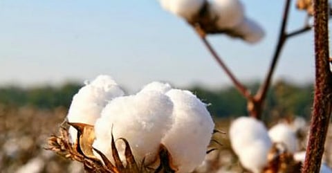 cotton production