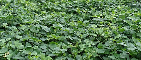 leguminous Fodder Cowpea
