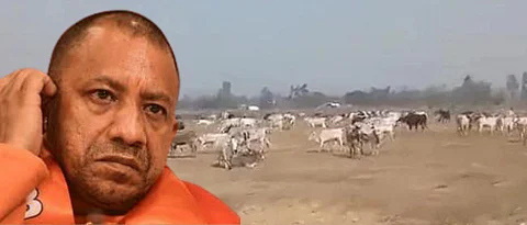 UP Election