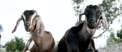 What are different methods of goat rearing?