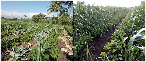 उसात विविध हंगामात विविध आंतरपिके घेण्याची कुंभार यांची पध्दत आहे.