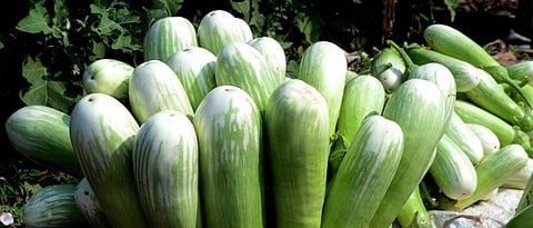 भरीताची दर्जेदार वांगी.