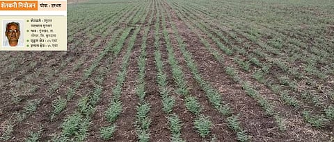 हरभऱ्याचे बहरललेले पीक.