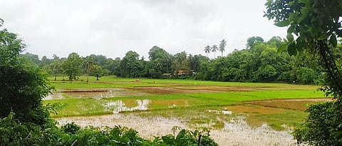 Paddy Farming