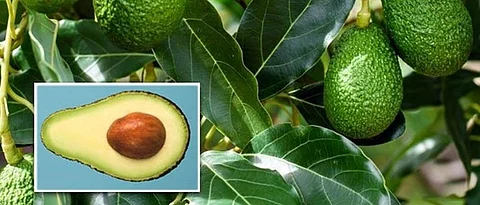 Experiment of 'Avocado' cultivation started in Konkan