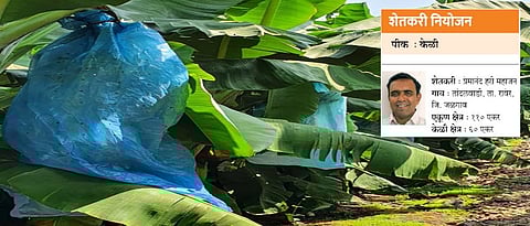 शेतकरी नियोजन ः पीक केळी