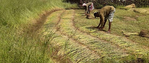 Thirty percent of rains in Ratnagiri district hit paddy harvest