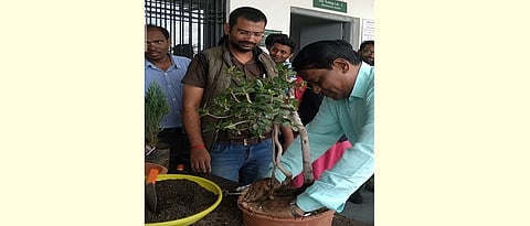 बोन्साय साठी योग्य त्या सदाहरीत झाडांची निवड करावी. कुंडी योग्य प्रकारे भरून पुढील व्यवस्थापन करावे