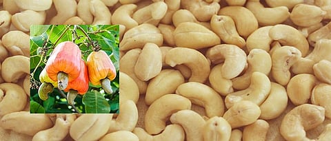 सिंधुदुर्गचा काजू उद्योग कोलमडला