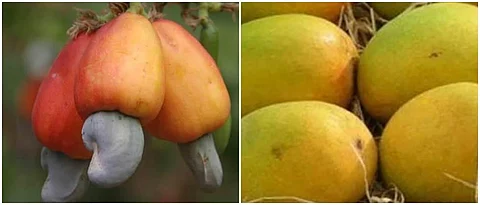 Mango, cashew insurance return Rs 53 crore sanctioned