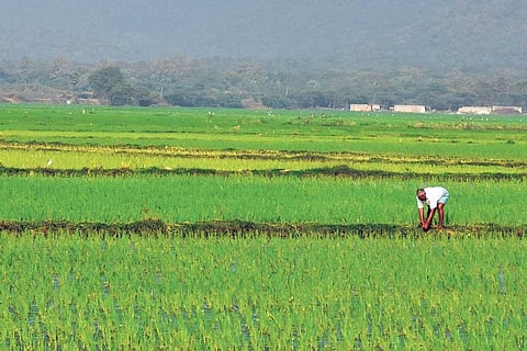 धान उत्पादक शेतकऱ्यांच्या डायरेक्ट खात्यात डीबीटीच्या माध्यमातून पैसे देणार - अजित पवार