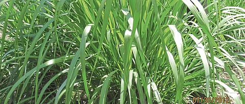 Lemongrass