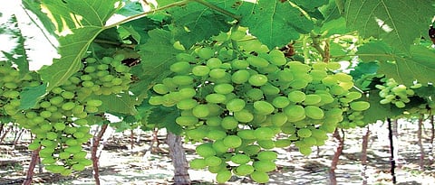 Sahyadri Farms Grapes