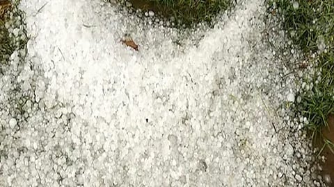 crop damaged due to hailstorm