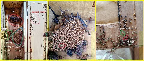 Stingless beekeeping