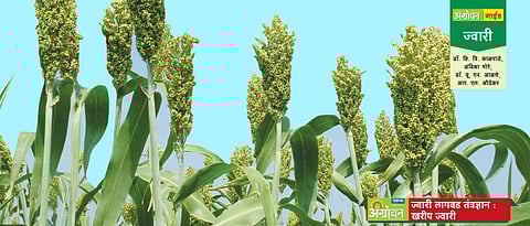 खरीप ज्वारी लागवड तंत्रज्ञान