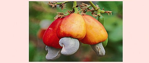 Cashew Processing