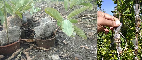 दर्जेदार कलमांसाठी दाब, गुटी कलम पद्धत