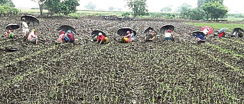 In Aurangabad district, the area under rabi onion has increased by three thousand hectares this year