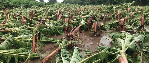 Banana crop insurance