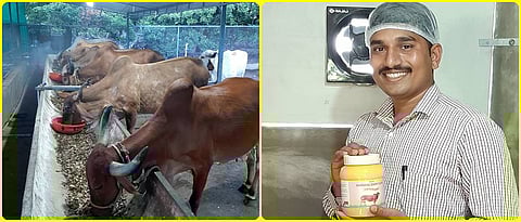 Raising of Gir cows and the Ghee produced from their milk