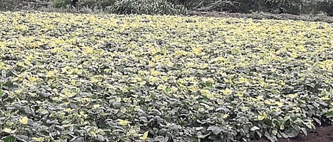 Decline in green gram production in Khandesh