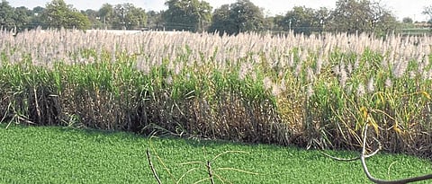 By the end of the season sugercane cutting Tension