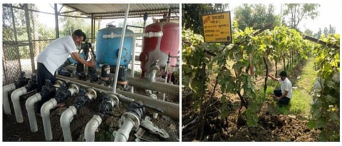 द्राक्ष पिकाची गरज ओळखून पाणी व्यवस्थापनाक