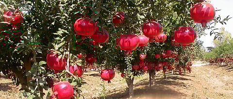 pomegranate