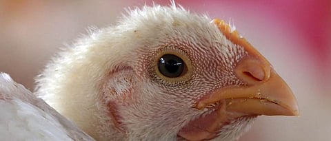 पोल्ट्री उद्याेग टांगणीला; शेतकरी, व्यावसायिक हताश