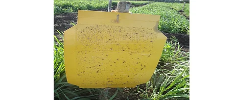 use of yellow sticky traps for crop protection